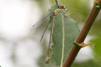 Chalcolestes viridis