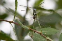 Chalcolestes viridis