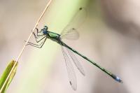 Lestes virens