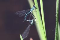 Coenagrion puella