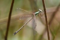 Lestes barbarus