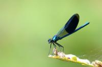 Calopteryx splendens
