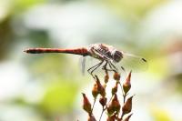 Sympetrum striolatum