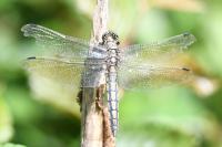 Orthetrum cancellatum