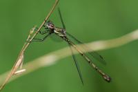 Chalcolestes viridis
