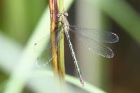 Lestes sponsa