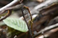 Sympetrum sanguineum