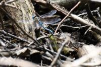 Aeshna affinis