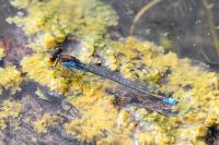 Erythromma viridulum