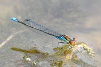 Erythromma viridulum