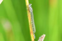 Enallagma cyathigerum