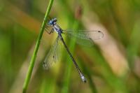 Lestes dryas