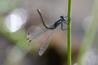 Lestes dryas