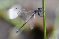 Lestes dryas
