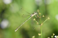Lestes barbarus