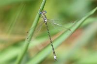 Lestes virens