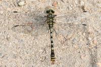 Onychogomphus forcipatus