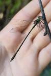 Chalcolestes viridis