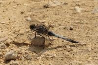Orthetrum cancellatum