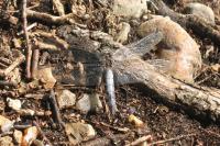 Orthetrum cancellatum