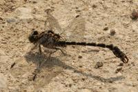 Onychogomphus forcipatus