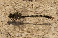 Onychogomphus forcipatus