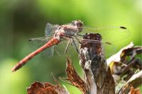 Sympetrum striolatum