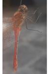Sympetrum sanguineum