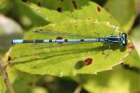 Coenagrion puella