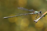 Chalcolestes viridis