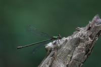 Chalcolestes viridis