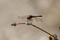 Sympetrum striolatum