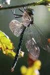 Aeshna cyanea