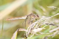 Sympetrum meridionale