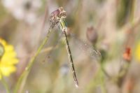 Lestes virens