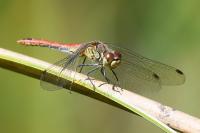 Sympetrum sanguineum