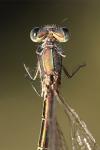 Lestes virens
