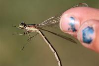 Lestes virens