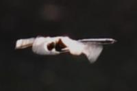 Somatochlora metallica