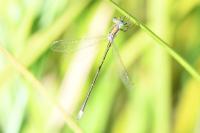 Lestes virens