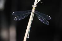 Lestes virens