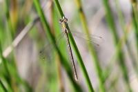 Lestes virens