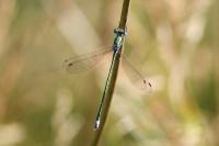 Lestes virens