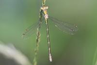 Lestes virens