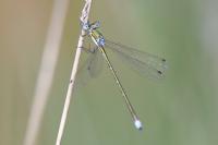 Lestes virens