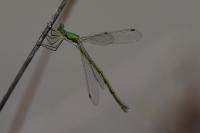 Lestes virens