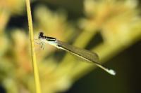 Ischnura pumilio