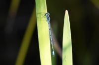 Coenagrion puella