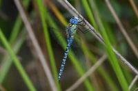 Aeshna affinis