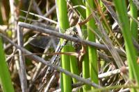 Onychogomphus forcipatus